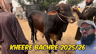 Aaj Mandi mein Acha mall 2025  sahiwal cholistani Kheere bachre  Lahore cow Mandi [upl. by Jyoti]