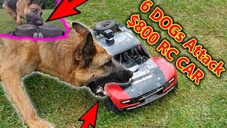 Pack of Dogs Attack 800 RC Car  50mph Chase [upl. by Arrim]