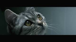 WHISKAS NZ  Feed their curiosity Drip TV ad [upl. by Nagirrek771]