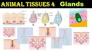 Glands amp its Classification  Merocrine  Apocrine  Holocrine  Animal Tissues  Part 4 [upl. by Leonard]