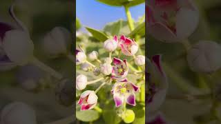 green dode 🌲🌴🌴🌴🌲 tree and flowers 🌺🌹 [upl. by Tarrance]