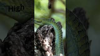 Boomslang The Deadly Hemotoxic Snake of SubSaharan Africa wildlife nature [upl. by Trik866]