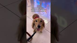 Tips for flying with your dog doglover puppy petowner cutedoglover funny puppyspot happypup [upl. by Einalam]