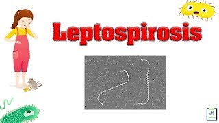 Leptospirosis  Introduction Causes Pathophysiology Symptoms Diagnosis [upl. by Doone]