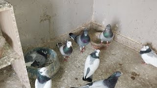 Pigeon linebreeding cross breeding and inbreeding Serbian Highflyers winter Sunday in Australia 🇦🇺 [upl. by Levitus]