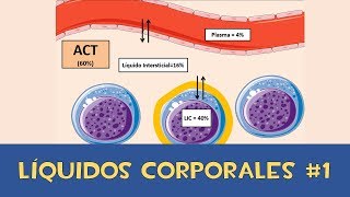 Homeostasis del agua y los electrolitos [upl. by Lohrman]