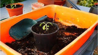 How to Pot On Giant Echium Pininana Seedlings [upl. by Pennie855]