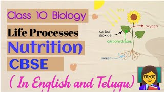 Life processes NutritionTypes of nutrition autotrophicnutrition photosynthesis cbse class10 [upl. by Zephaniah]