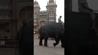 MYSORE DASARA ELEPHANT 2024 dasara2024 dasaraelephants mysorepalace elephantsound elephantwalk [upl. by Onateyac]