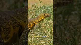 Discovering Monitor Lizards Natures Remarkable SurvivorsIncredible Climbers and Swimmers short [upl. by Rma442]