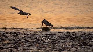 Black crowned night heron uses tricks to hunt [upl. by Attenreb]