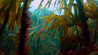 Living Kelp Forest Pembrokeshire [upl. by Adniled]