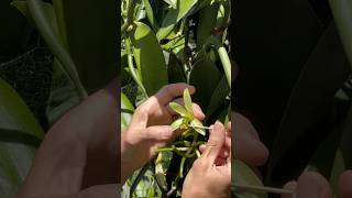 How to hand pollinate a Vanilla flower [upl. by Gorden]