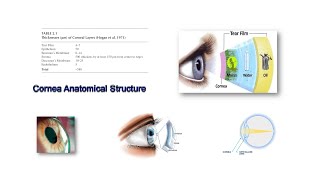 Cornea Anatomical Structure [upl. by Ahseetal]