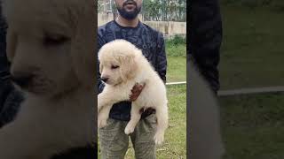 Goldend retriever heavy size puppy available very reasonable price subscribe [upl. by Eahsat515]