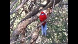 Crimson Rosellas near Sydney Australia [upl. by Mossolb]