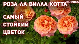 Роза Ла Вилла КоттаRose La Villa Cotta  самый стойкий и объемный бутон Шраб [upl. by Gudren]