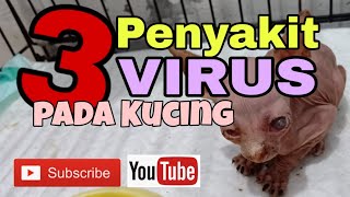 3 PENYAKIT VIRUS PALING SERING PADA KUCING [upl. by Haidebez]