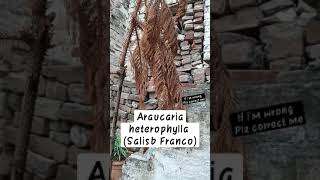 Is your plant dead   Araucaria Heterophylla Salisb Franco [upl. by Heiney]