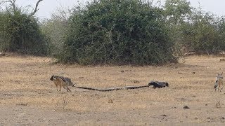 Python Honey Badger amp Jackal Fight Each Other [upl. by Pressman824]