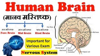 Human Brain मानव मस्तिष्क  Human Brain Facts Fore Brain  Nervous System  Brain class 10 [upl. by Enileda200]