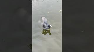 Ducks enjoying in Charlottenburg Palace Garden travel berlin video germany europe [upl. by Llemij]