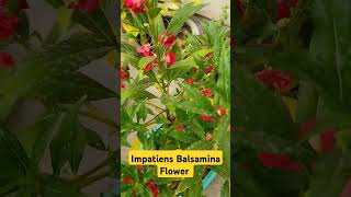 Red Impatiens Balsamina Flower 🥀🥀🥀flowers gardening balconygarden plantlover viralshorts [upl. by Misha]