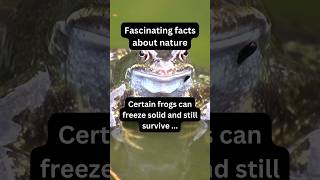 This Frog Survives Even After Being Frozen X Nature fact nature frog [upl. by Annavahs774]