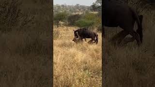 Lion is Killed by a Wildebeest [upl. by Assej484]