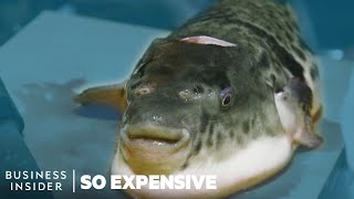 Why Puffer Fish Is So Expensive  So Expensive [upl. by Sane486]