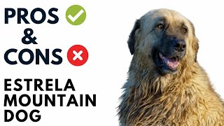 Estrela Mountain Dog Pros and Cons  Cão da Serra da Estrela Advantages and Disadvantages [upl. by Yrogreg]