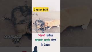 Billi kitni chalak hoti haisubscribe like youtube channel shyambabu3045 [upl. by Anaidirib]