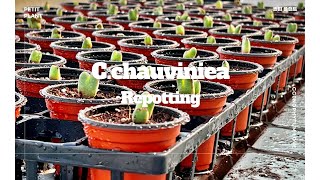 Cchauviniae repotting ㅣ conophytum l 차우비니에 l 多肉植物 [upl. by Mariken]