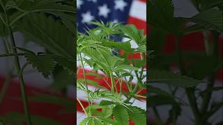 The Evolution of Cannabis in the Southwest USA Albuquerque Arizona Colorado newmexico cali abq [upl. by Ydennek]