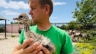 Посмотрите КАКОЙ МИЛЫЙ маленький страусенок к нему приехало телевидение [upl. by Ophelia]