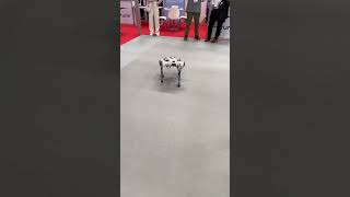 The Robo Dog ✨ robot robotics dubai future dog views viralvideo trending [upl. by Florette]