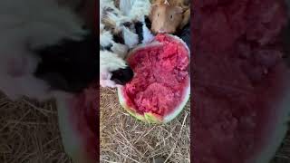 Guinea pigs eating a watermelon [upl. by Nylanaj]