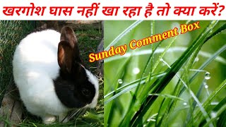 खरगोश घास नहीं खा रहा है तो क्या करें Pregnant Rabbit Bacche Kab Deti Hai Sunday comment box [upl. by Leaw]