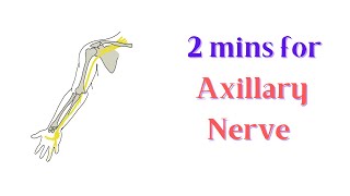 Axillary nerve in 2 mins [upl. by Eirovi525]