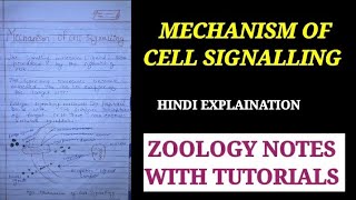 MECHANISM OF CELL SIGNALLING HINDI EXPLAINATION mechanismofcellsignelling zoology bsczoology [upl. by Selim578]