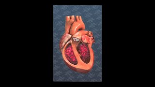 The Human Heart shorts science nature health [upl. by Ribble]