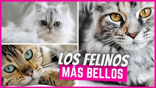 Las 5 razas de gatos más bonitas ¡te sorprenderá [upl. by Mandelbaum]