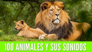 100 ANIMALES PARA NIÑOS Aprende los nombres de los animales y sus sonidos🦁🐯🐨 [upl. by Latea531]