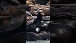 Drone footage Massive gathering of sea lions pile each other Shorts [upl. by Amalie335]