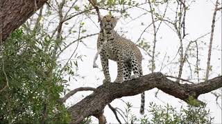 Grace in the Trees Young Female Leopard Climbs Leadwood [upl. by Aener685]