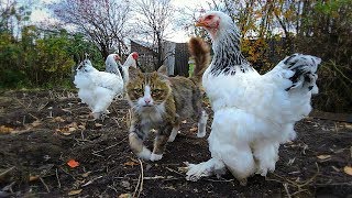 Koshlandia Siberian Farm cats and chickens Кот да петух [upl. by Zedekiah]