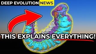 Arthropod Origins Revealed by Crazy Detailed Fossil  Deep Evolution News [upl. by Amos948]