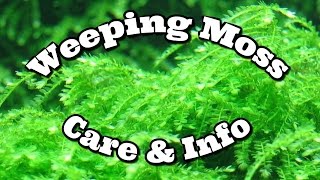 Weeping Moss Care And Information [upl. by Robbert]