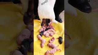 Amazing baby rabbit 🔥🐇rabbit crazyvlog petvlog shorts short [upl. by Klos]