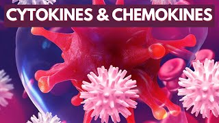 Immunology Lecture 8  Cytokines and Chemokines [upl. by Iatnwahs]